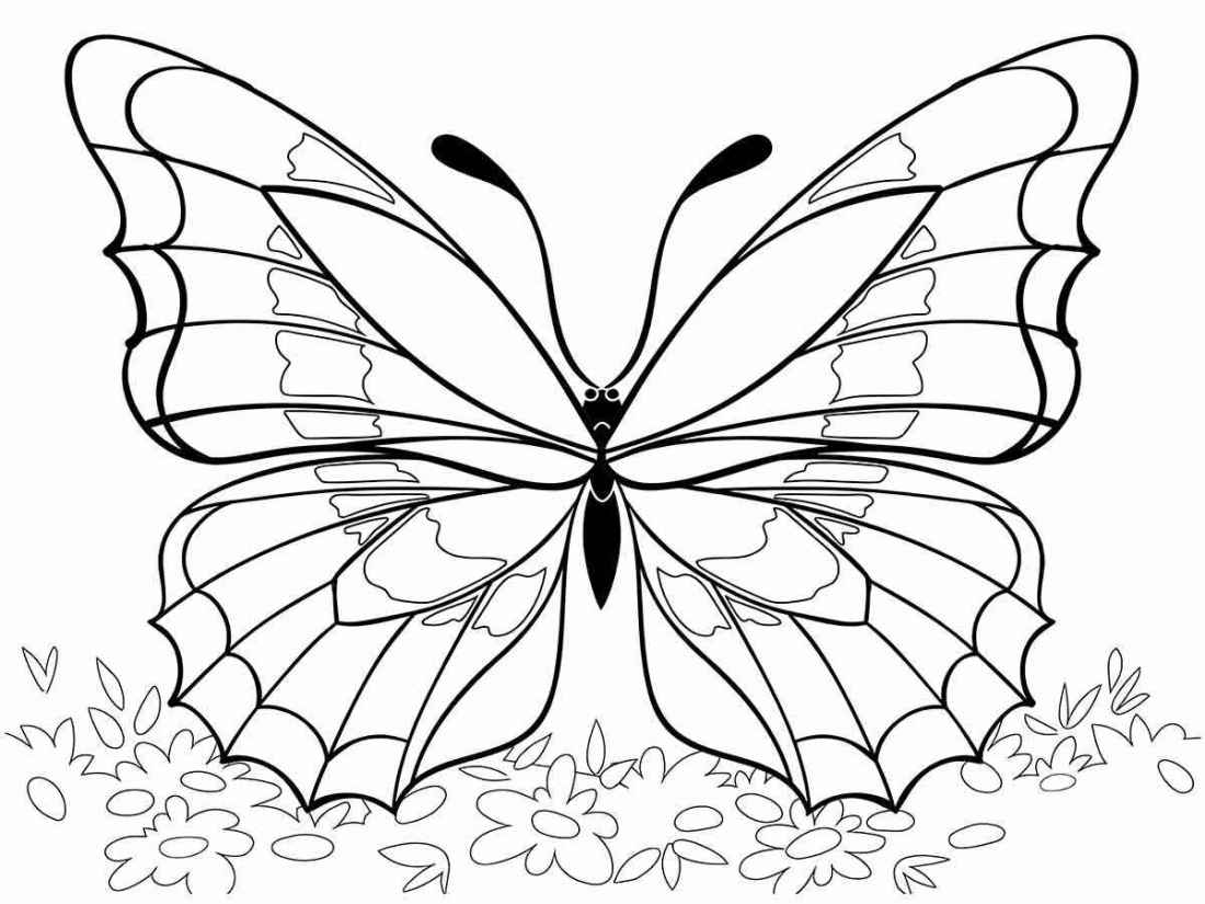 Large butterfly coloring drawing