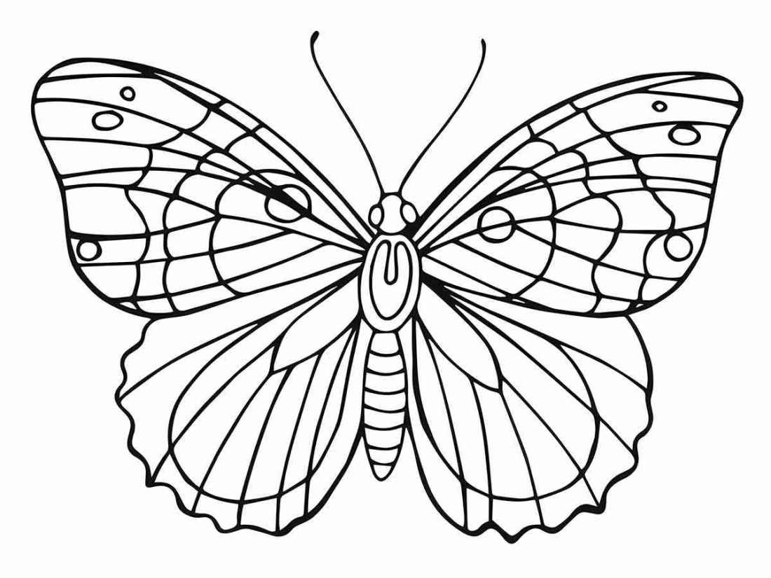 Butterfly drawing to print