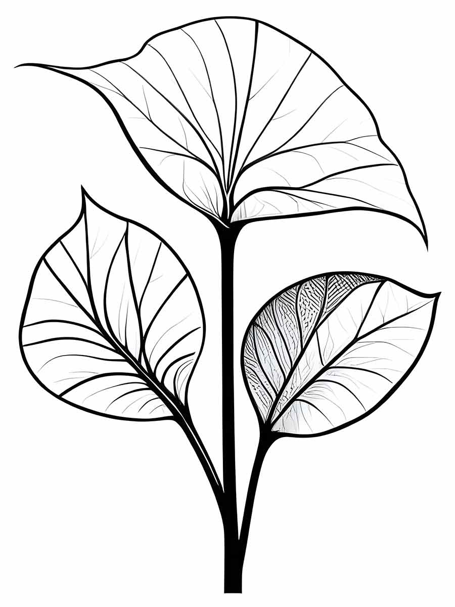 leaf drawing to color