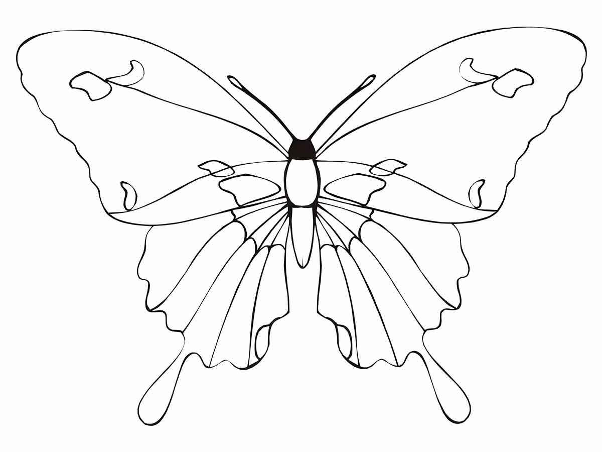 Simple butterfly coloring