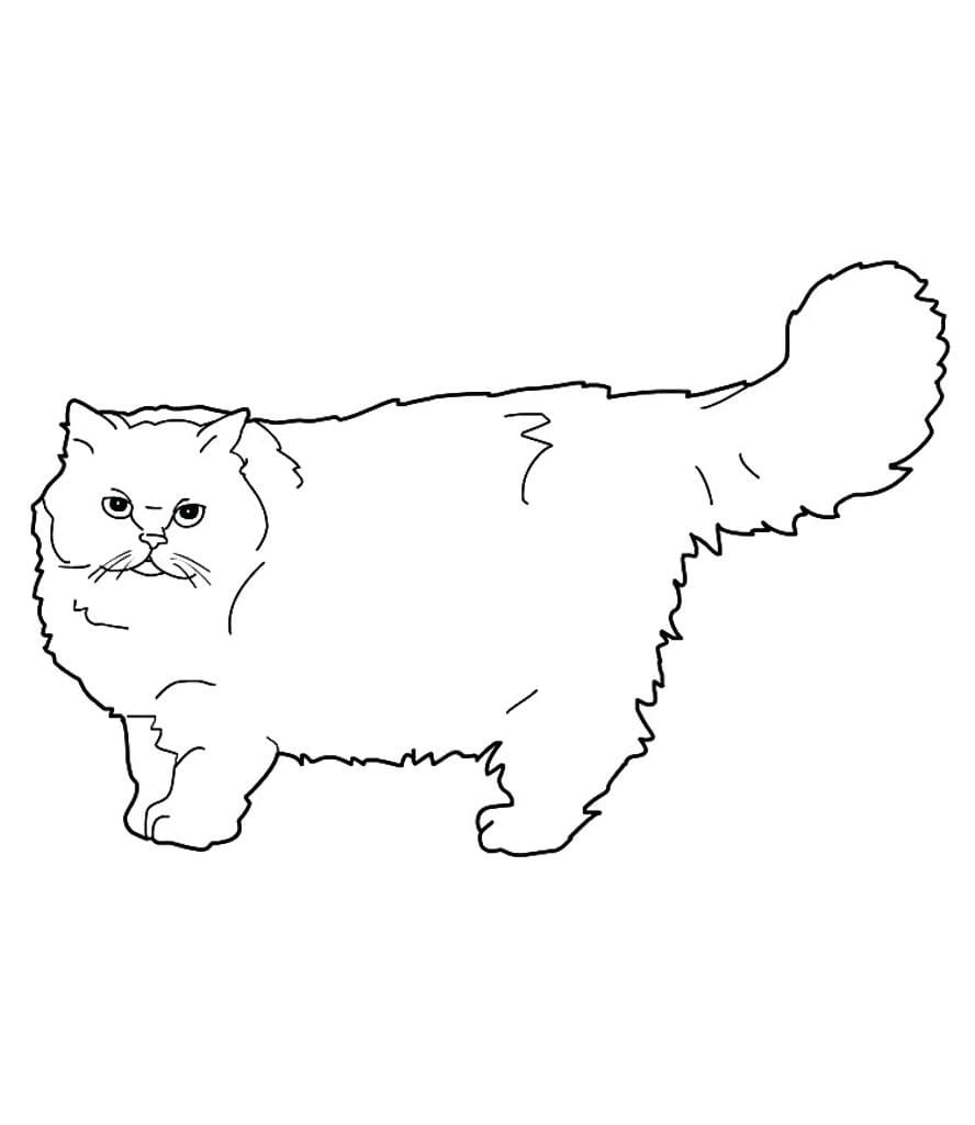 Simple and easy coloring page of a cat