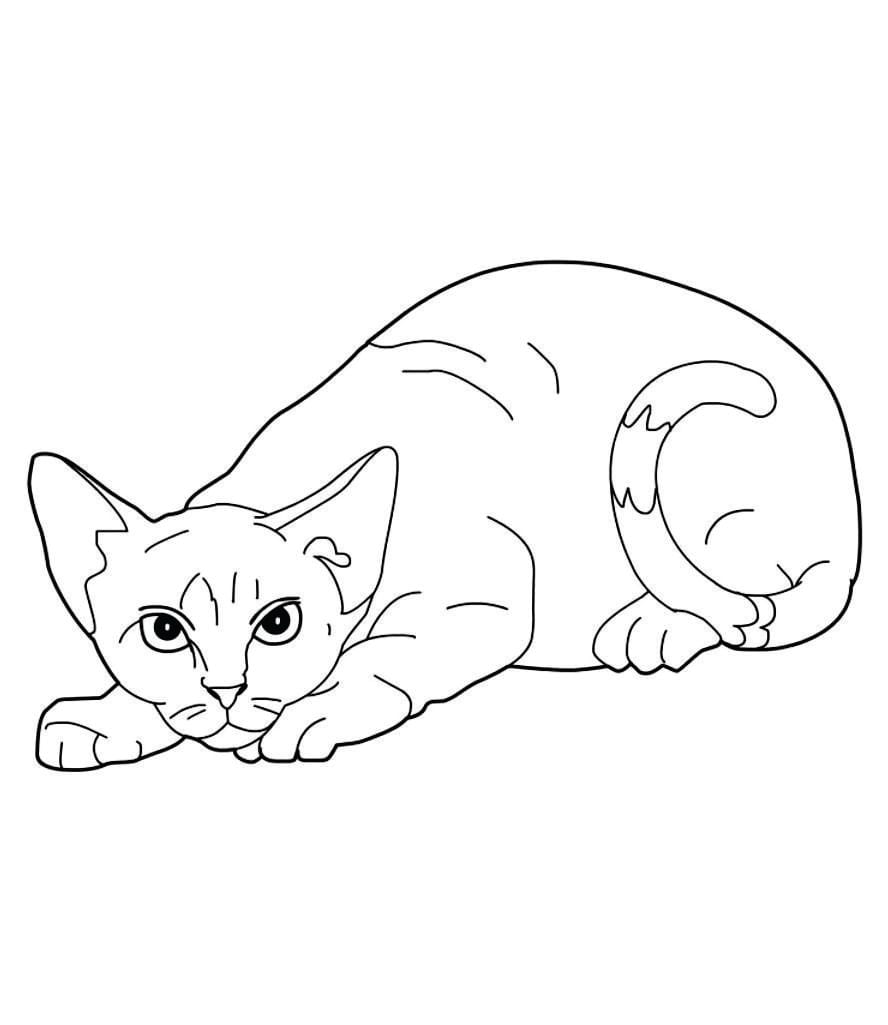 Simple coloring page of a kitten lying down