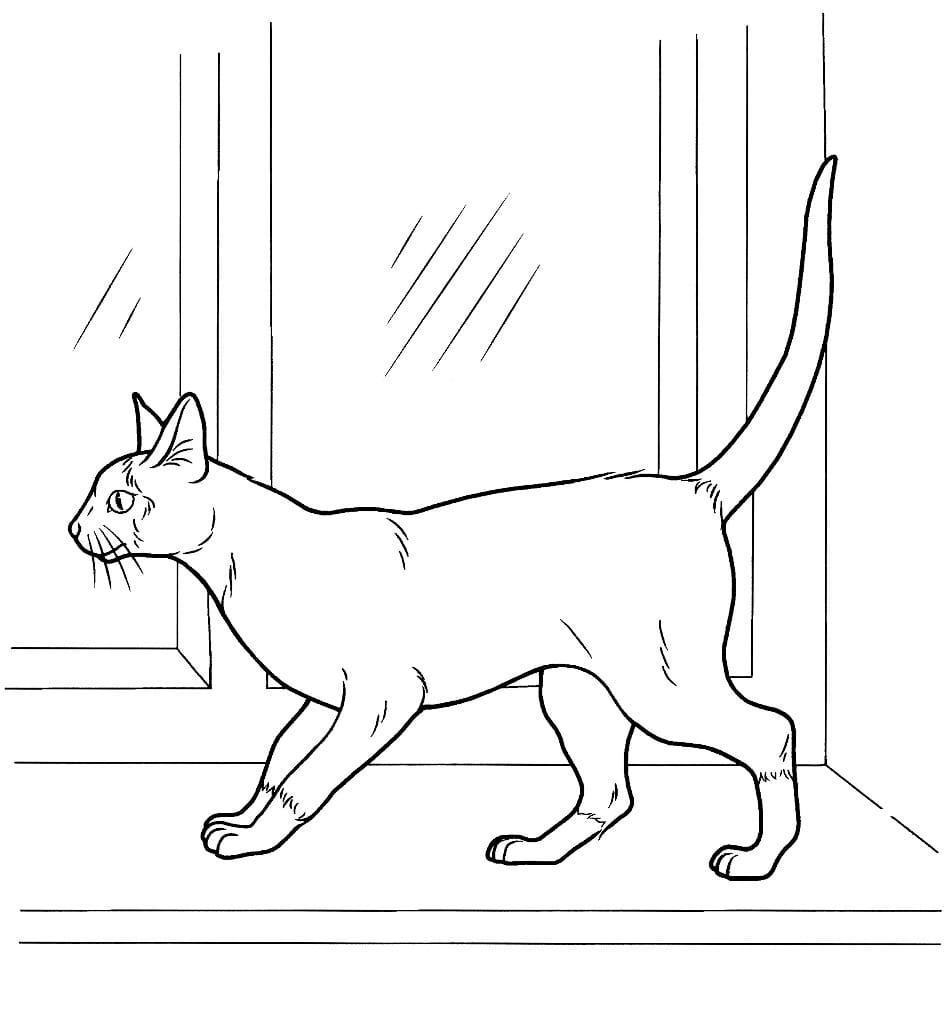 Simple coloring page of a cat with detailed features.