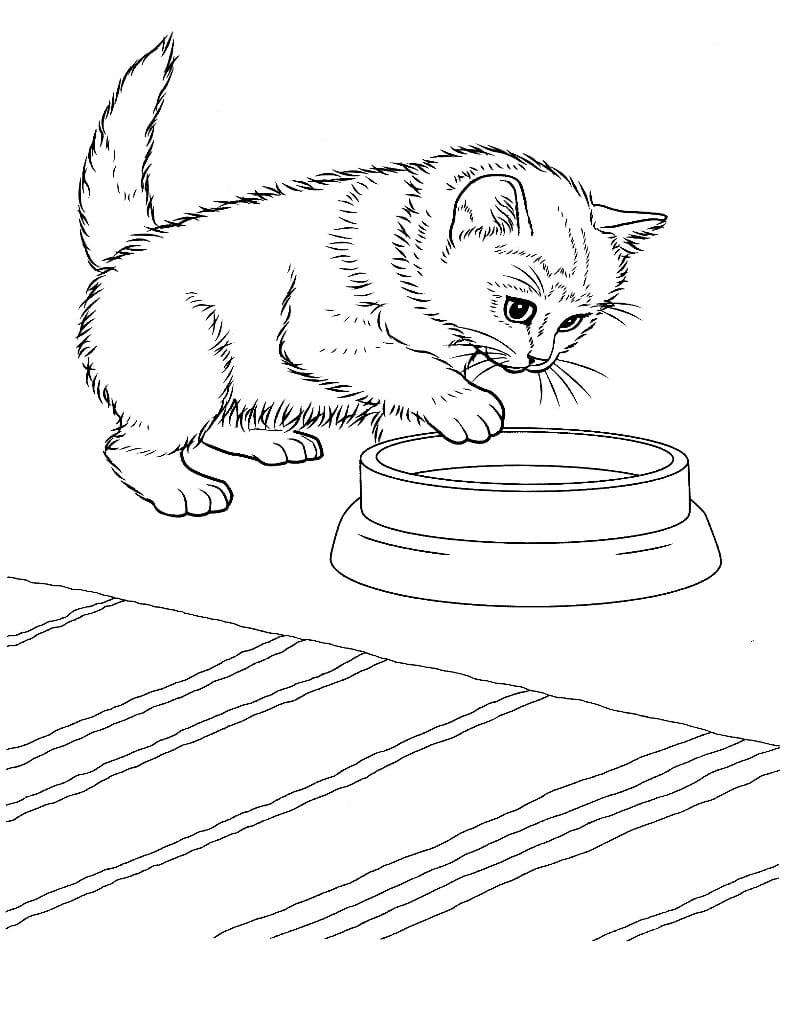 Printable coloring page of a detailed cat illustration.