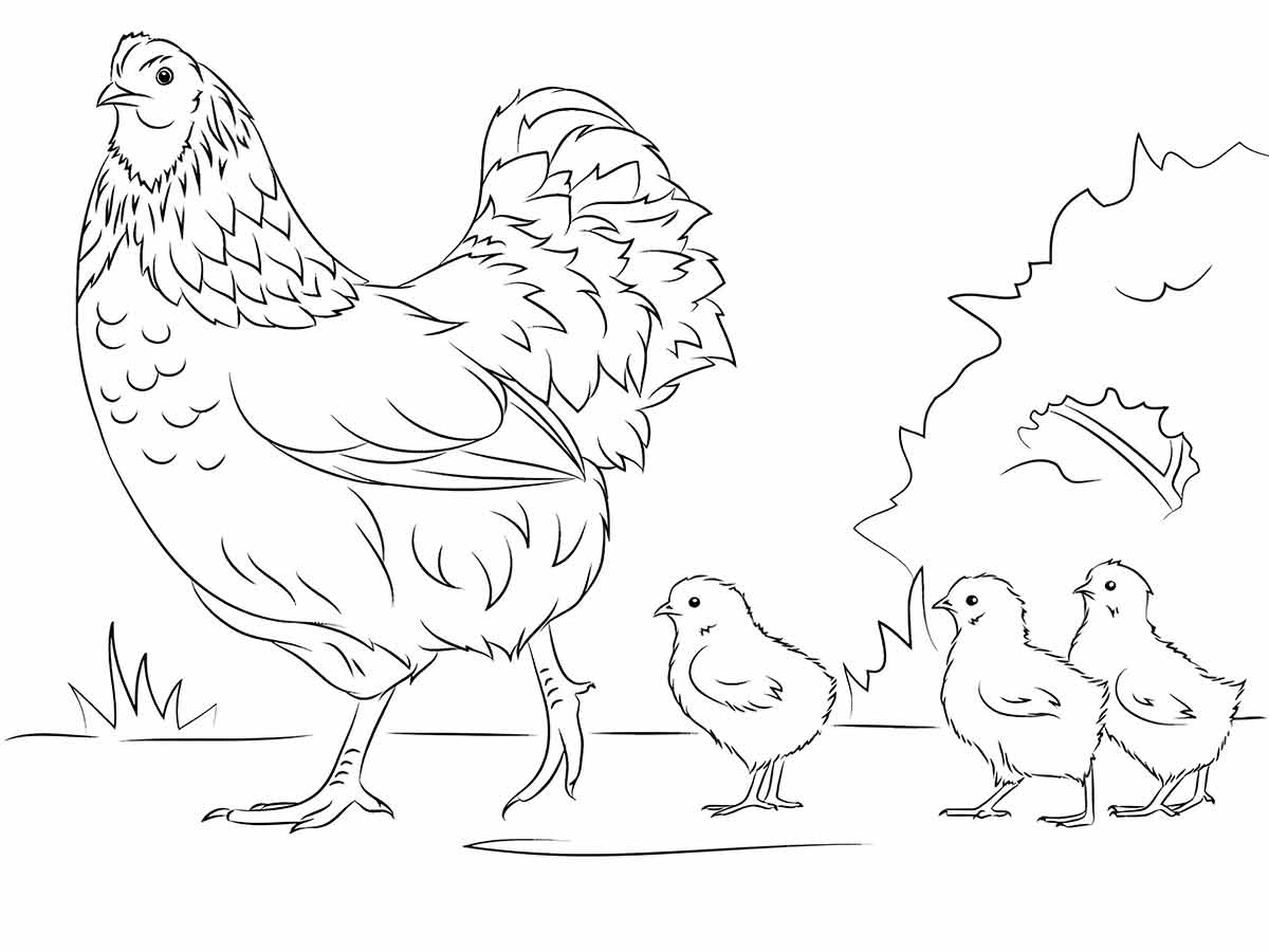 Chicken and Chicks Coloring Page