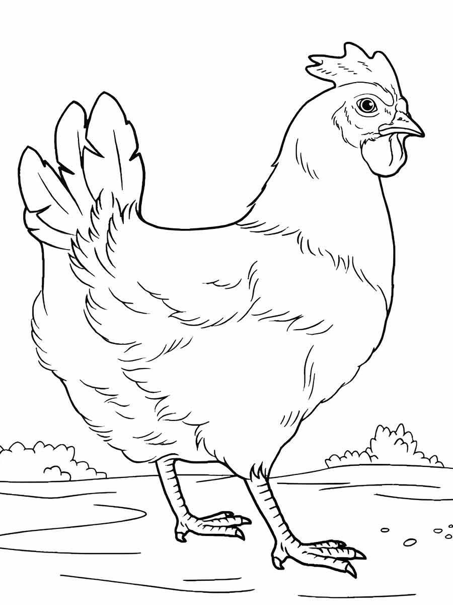 Chicken Black and White Coloring Page