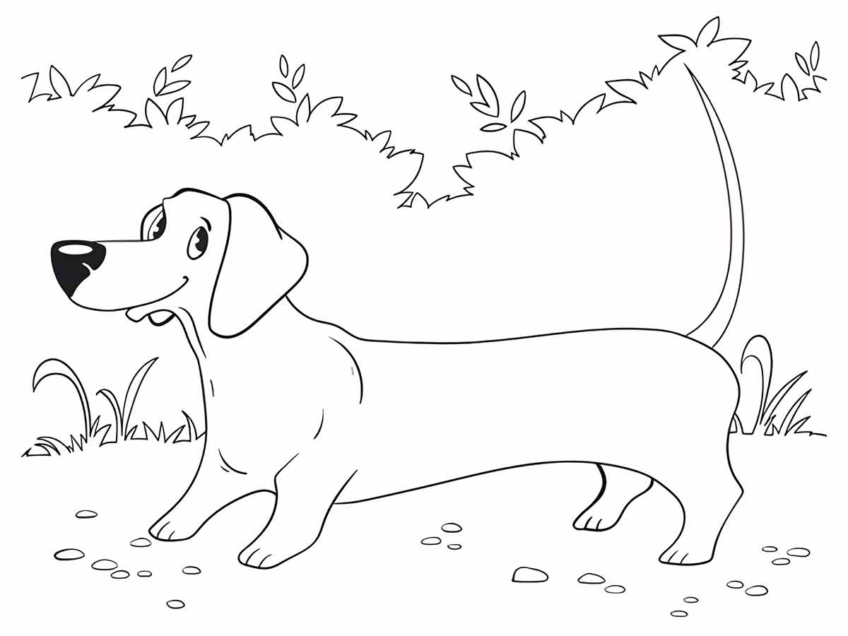 Coloring page of a Dachshund with a long body and short legs, standing in a garden.