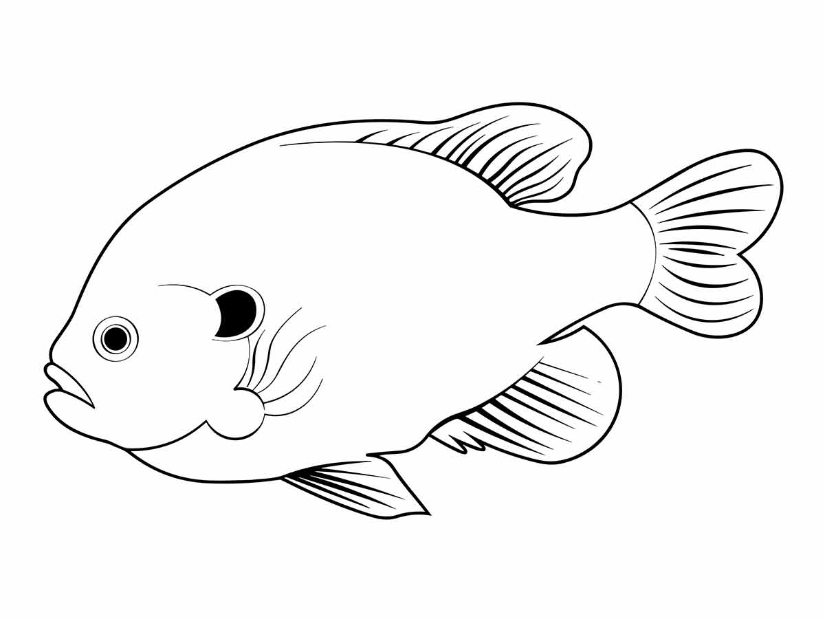 Fish drawing to paint