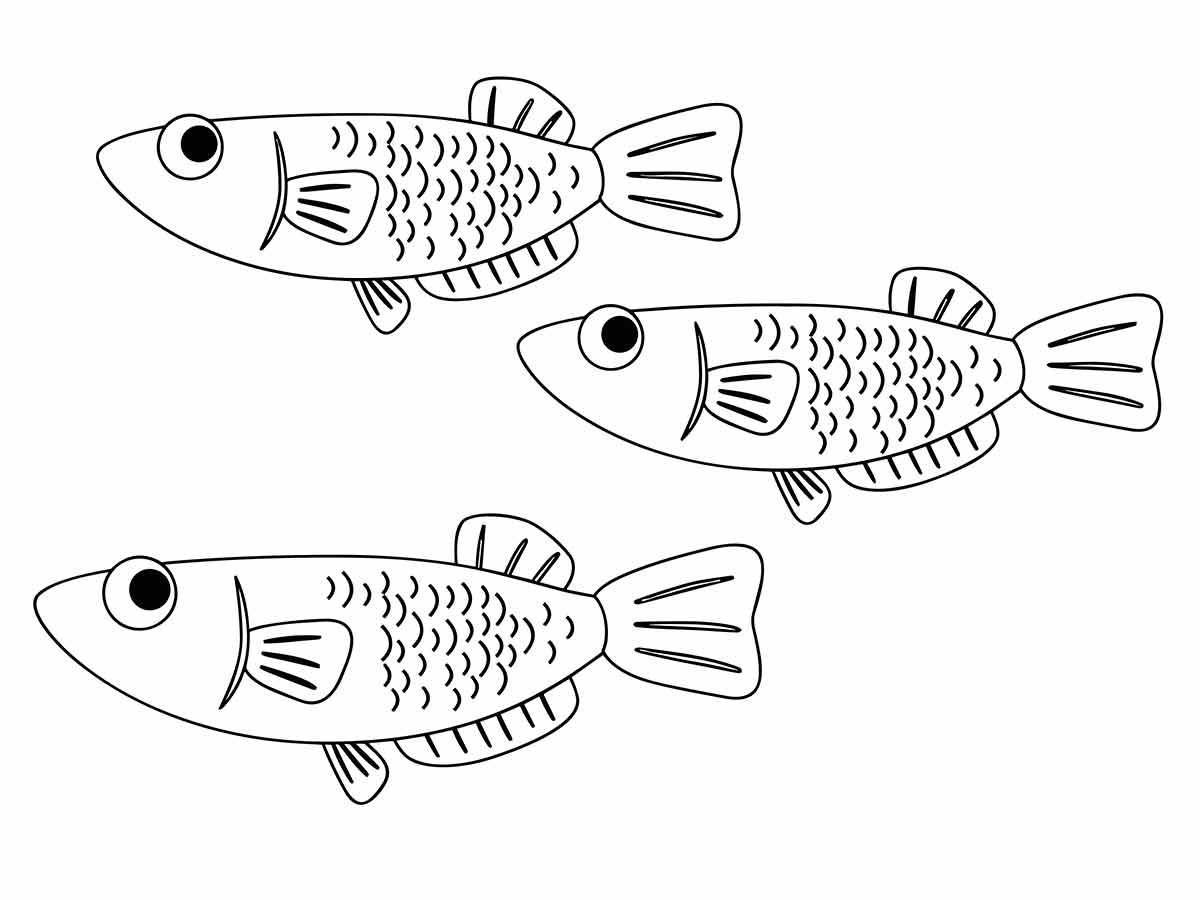 Fish to color