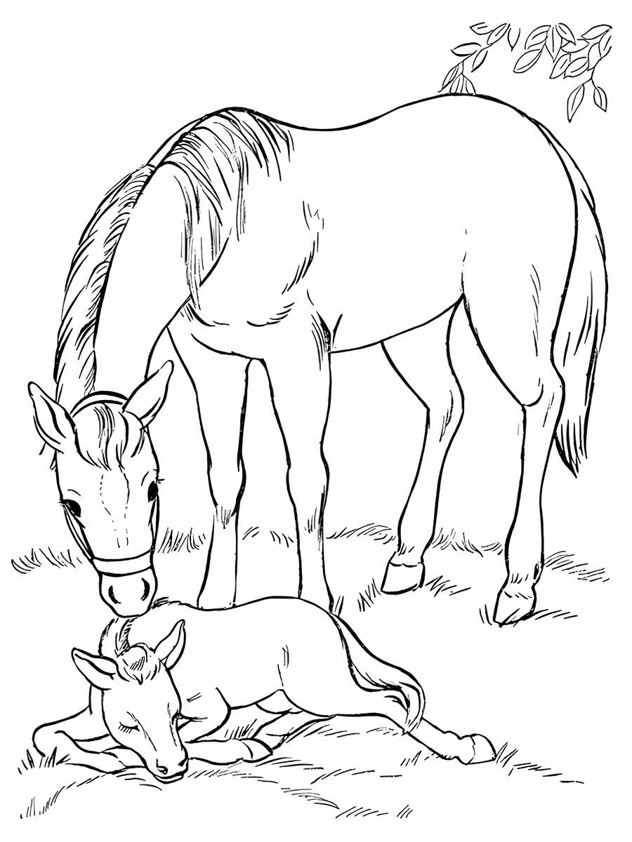 Horse and Foal Coloring Page