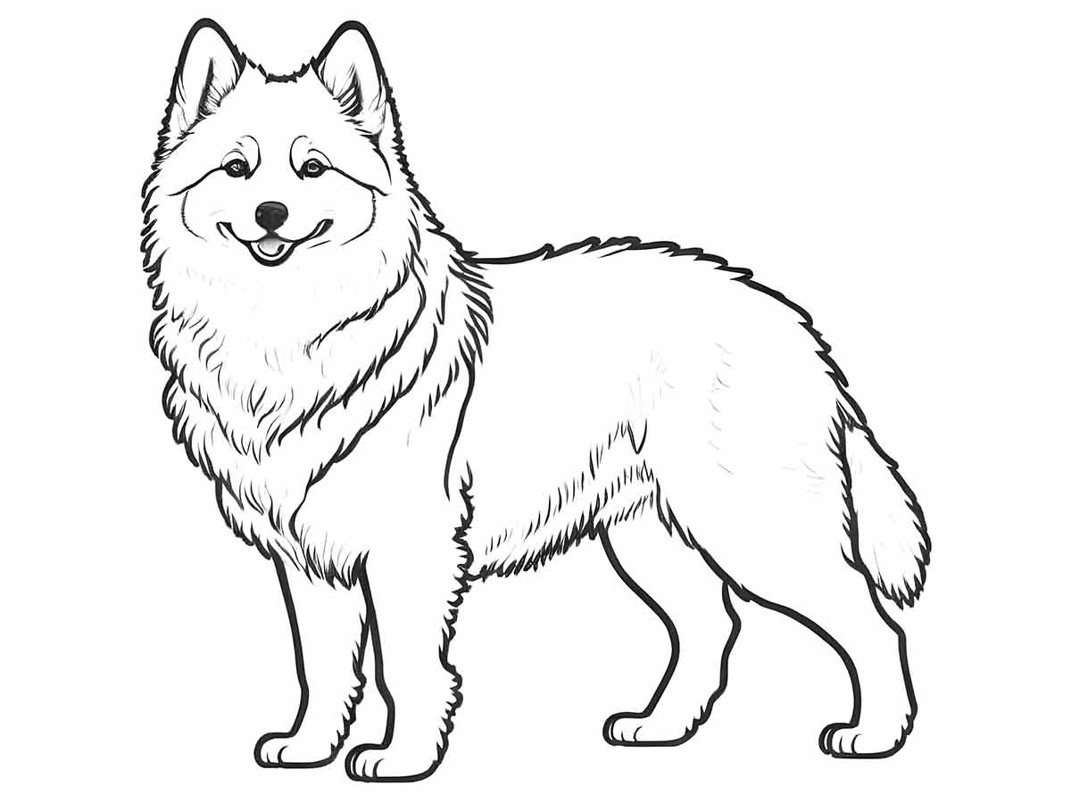 Large American Eskimo dog coloring page