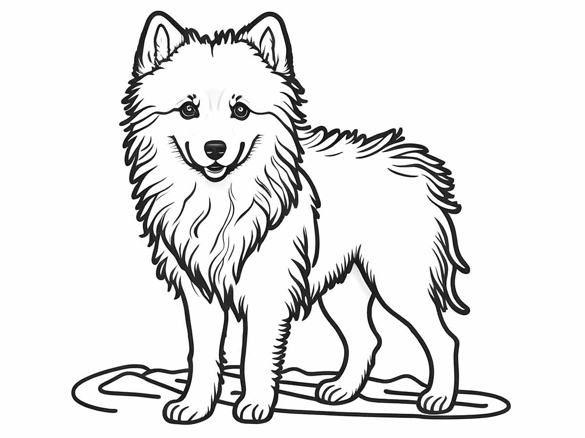 Medium American Eskimo dog coloring page