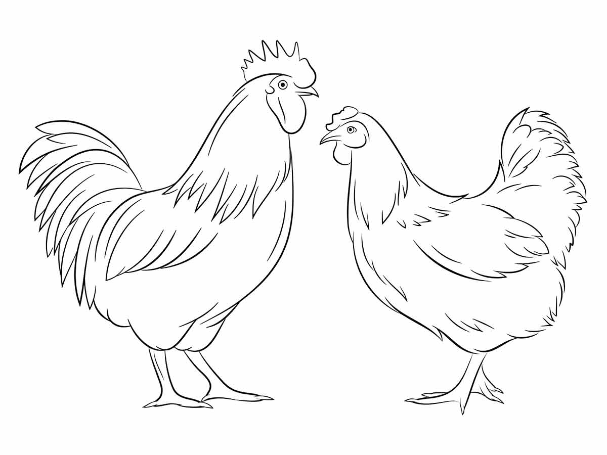 Rooster and Hen Coloring Page