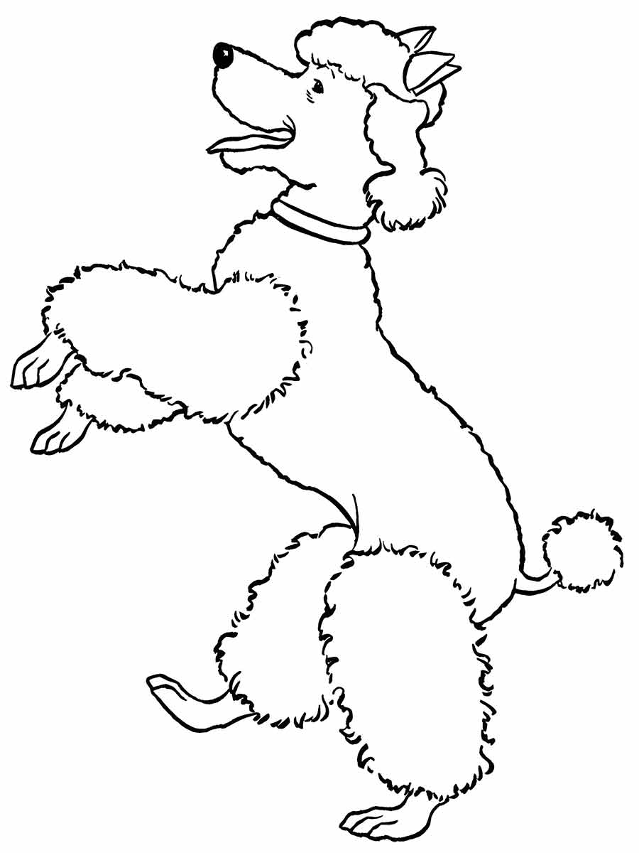 Standing poodle coloring page