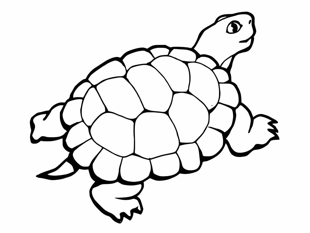 Turtle Coloring Page Round Shell