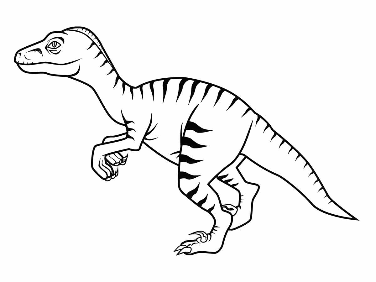 Coloring page of a velociraptor, a bipedal carnivore with feathers, scythe-like claws, and a long stiff tail from the Cretaceous period.