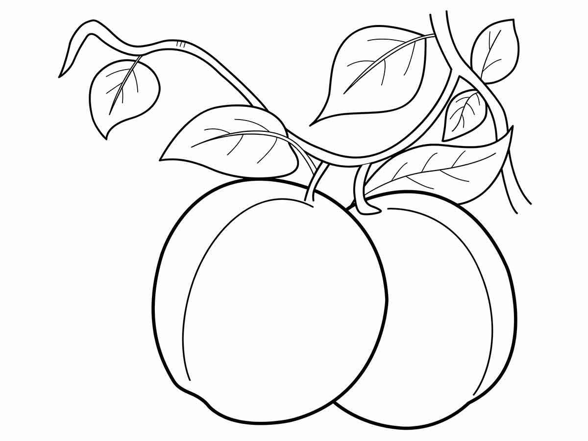 apricot coloring page 2