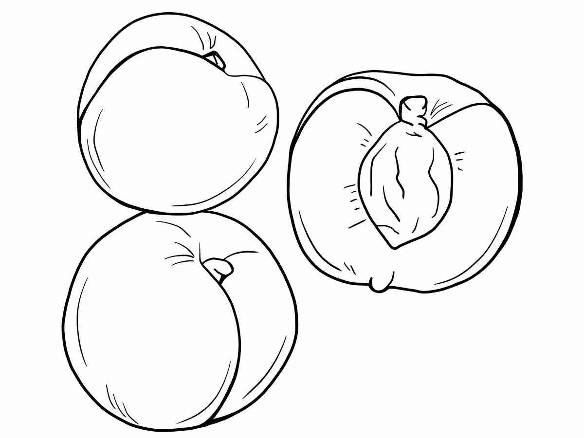 apricot coloring page