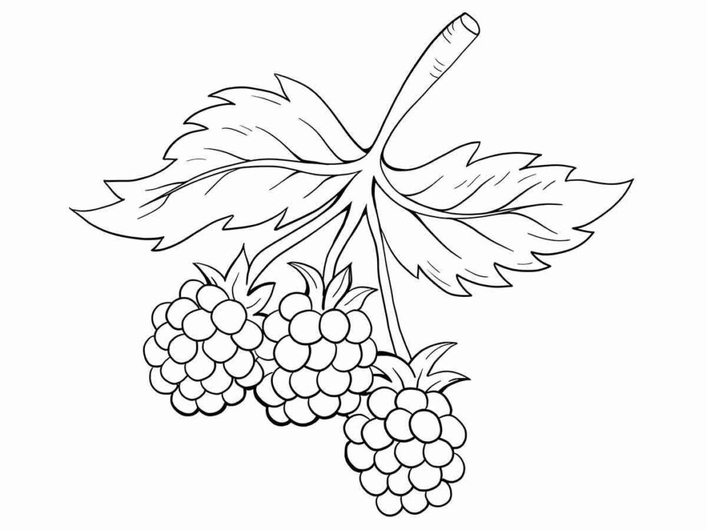 blackberry coloring page 2