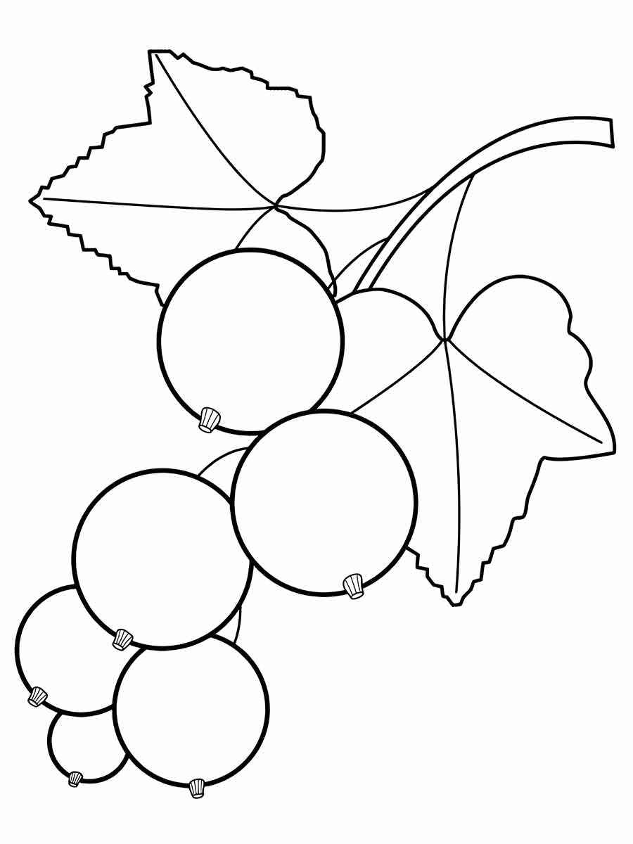 blackcurrant coloring page