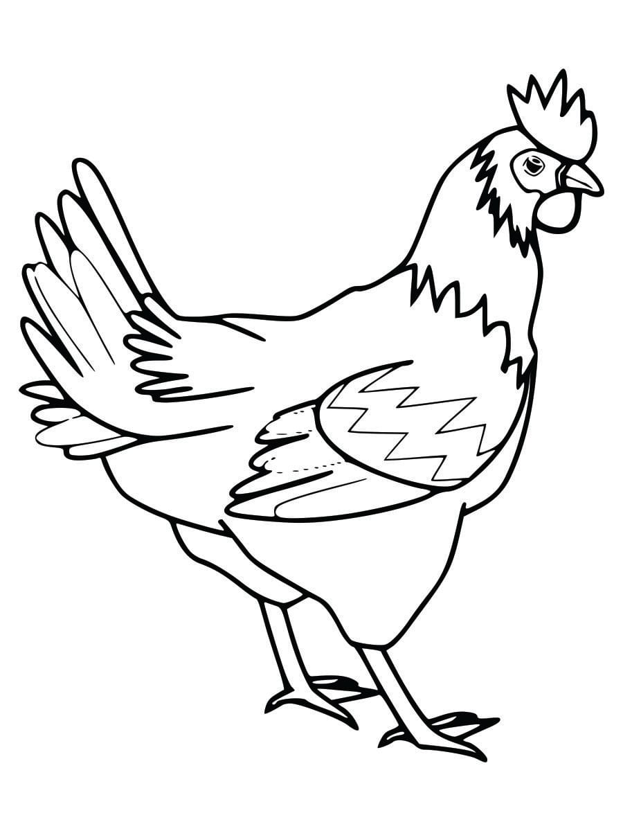 Coloring page of a chicken, easy for children to color.