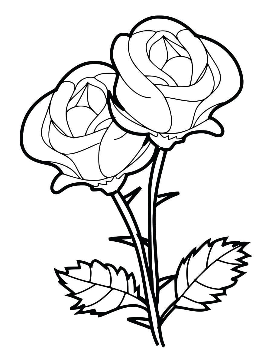 Coloring page of roses, easy and fun for kids to color.