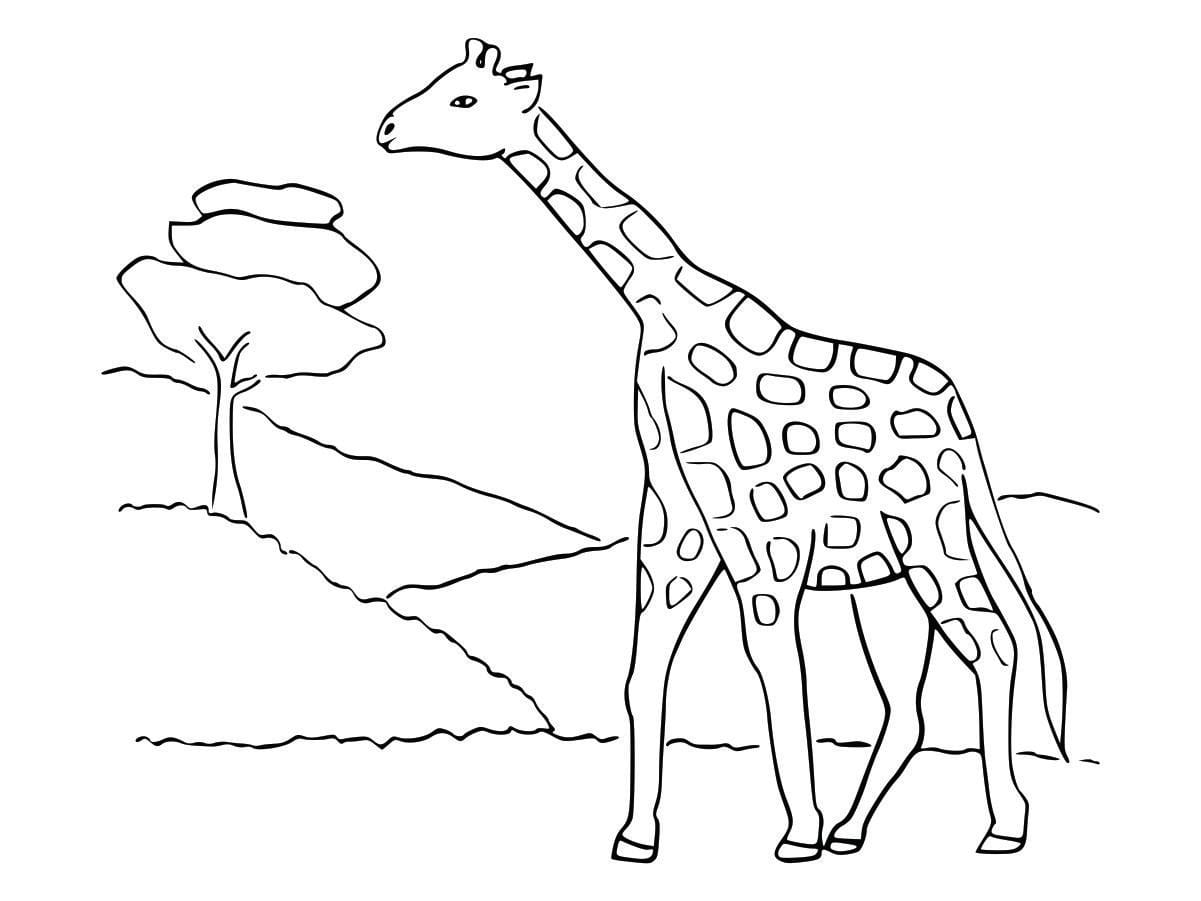 Coloring page of a zebra, simple and fun for kids to color.