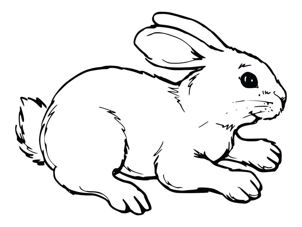 Coloring page of a cute rabbit, simple and fun for kids to color.