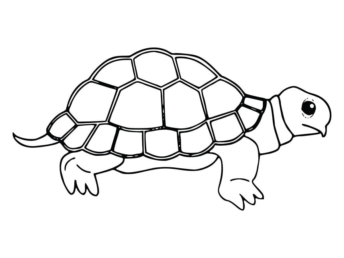 Coloring page of a turtle, designed to be simple and fun for kids.