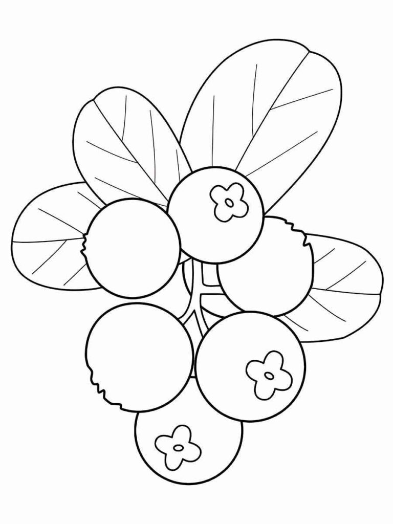 cranberry coloring page 2