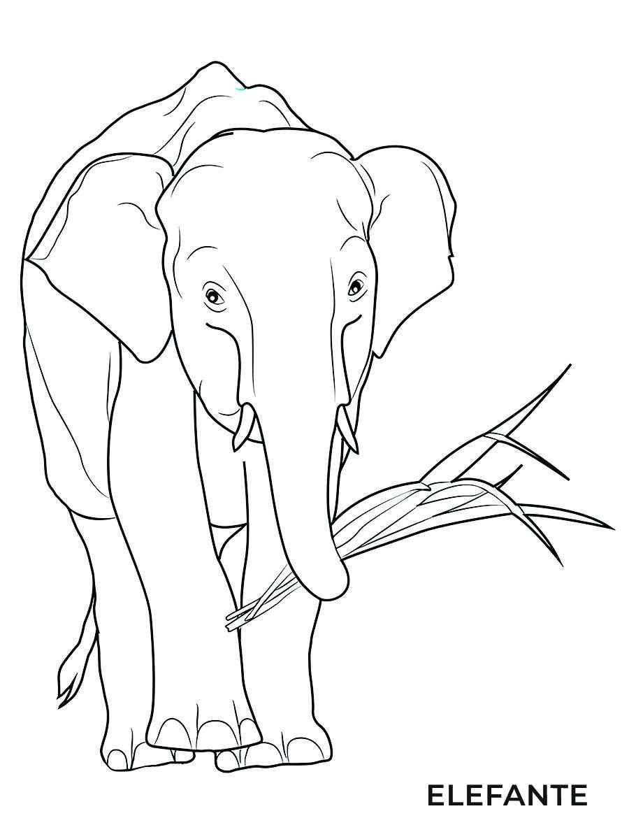 Elephant coloring page number 30