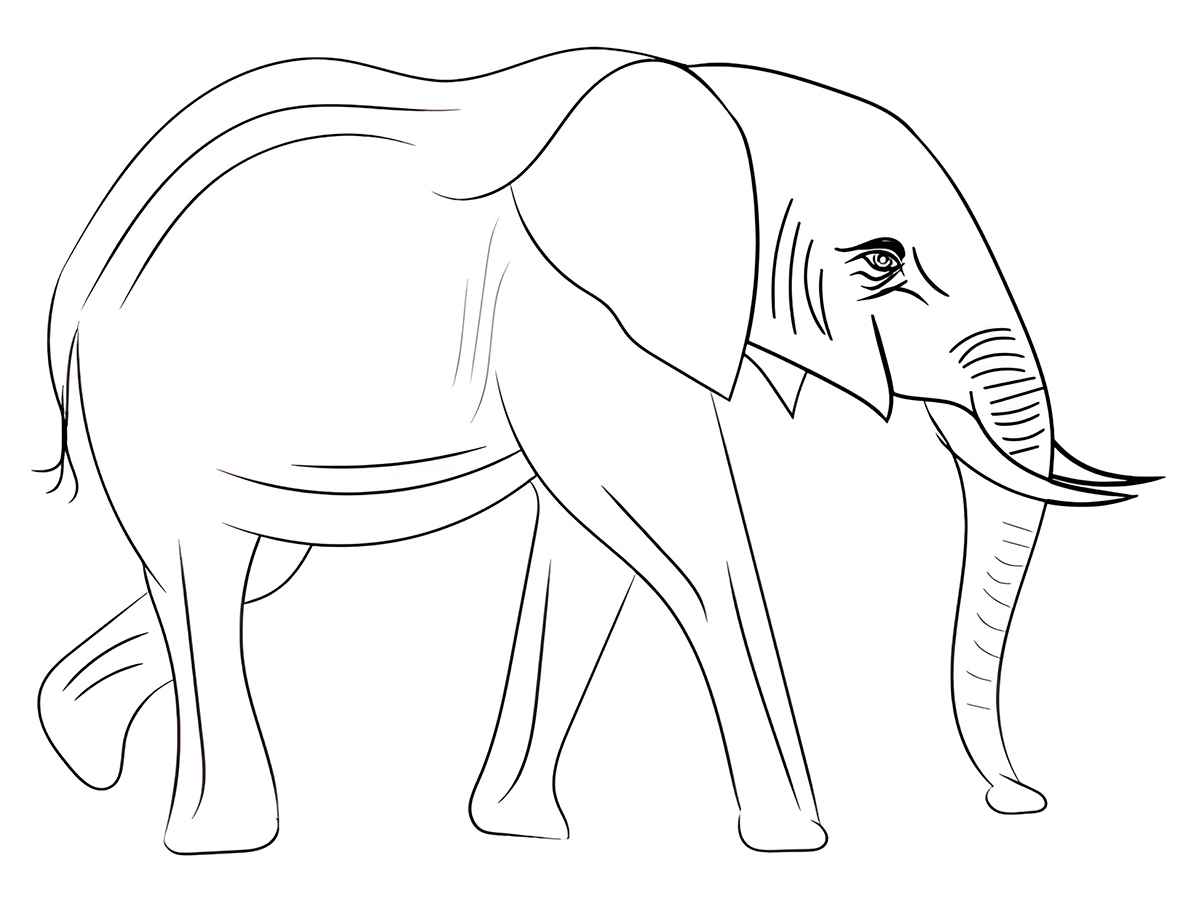 Elephant coloring page free number 3