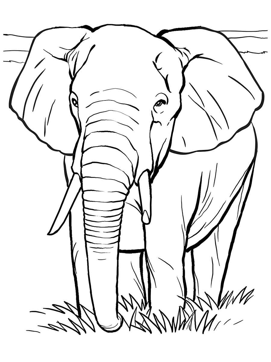 Elephant coloring page free