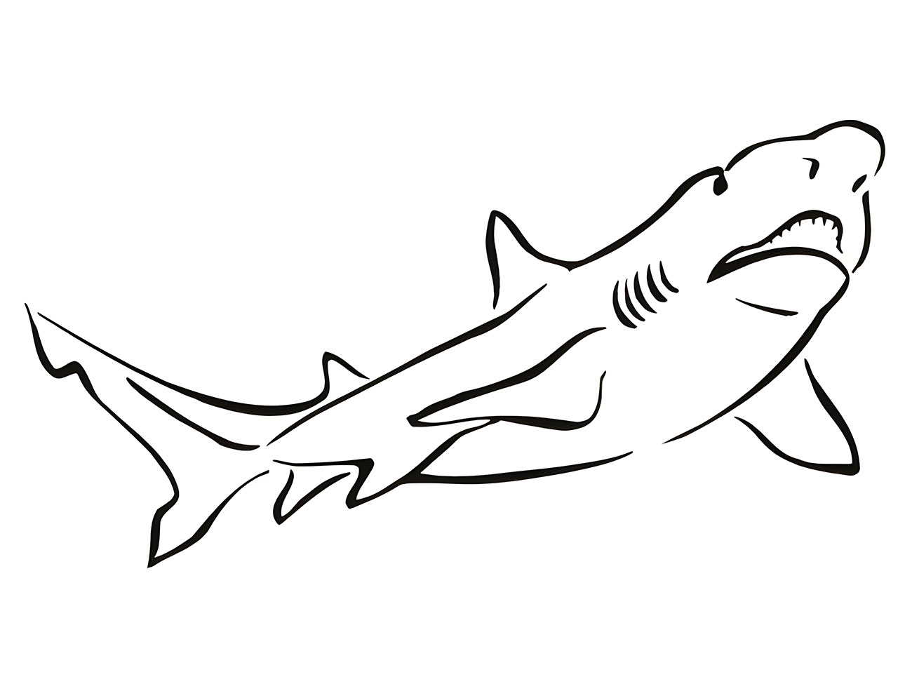 Free coloring page of a shark.