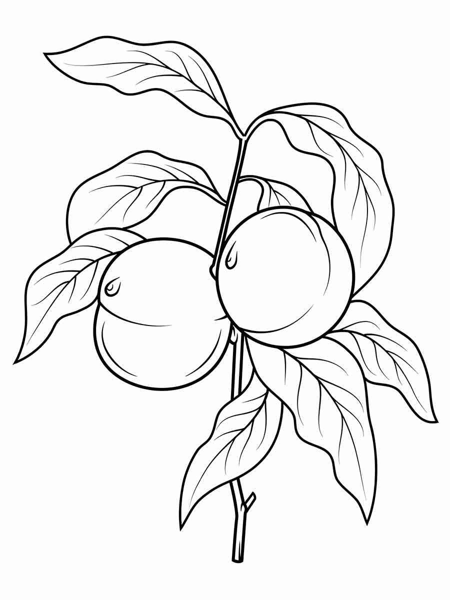 fruit coloring page 11