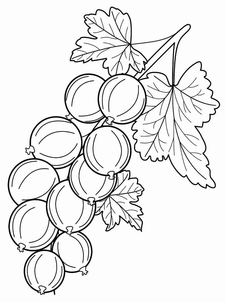 gooseberry coloring page 2