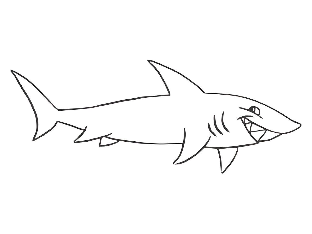 Coloring page of a great white shark.