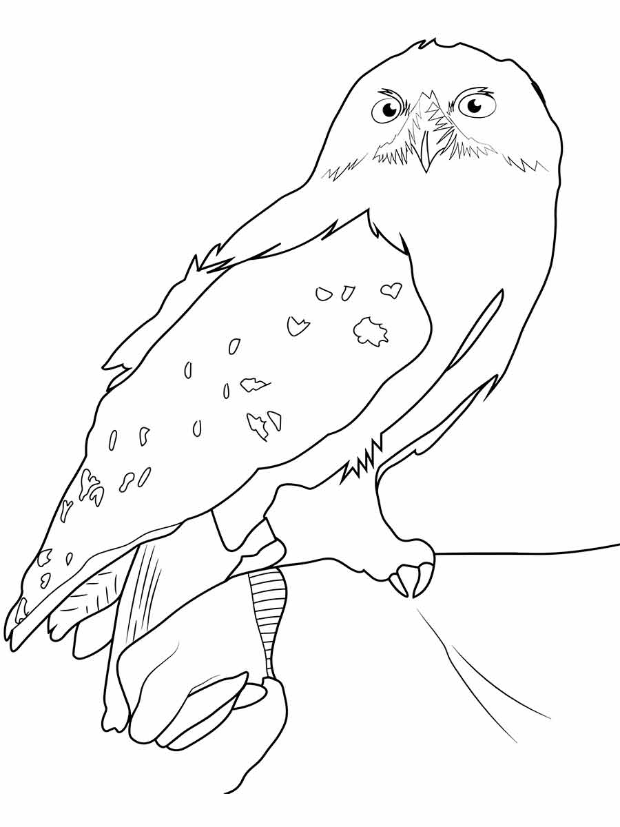 Harry Potter owl coloring page