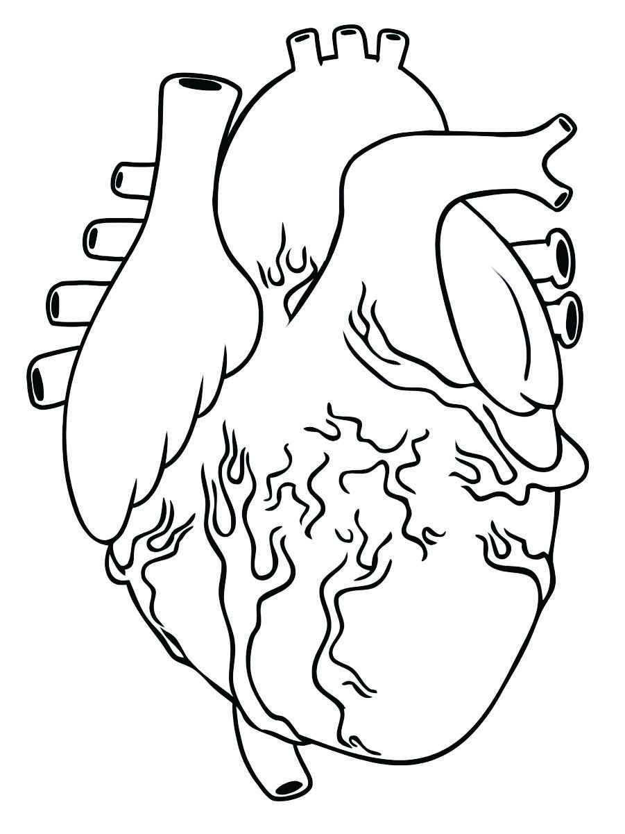 Printable human heart coloring page 2