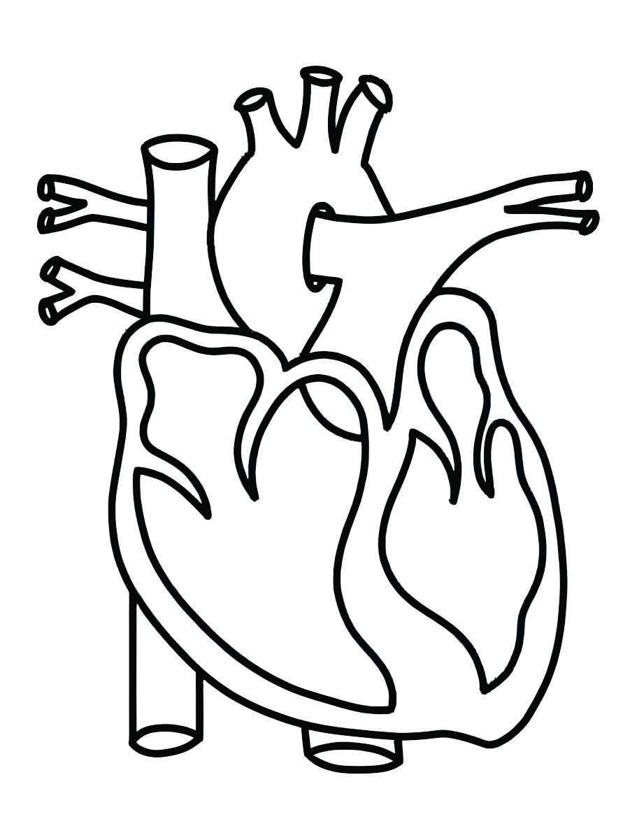 Printable human heart coloring page 3