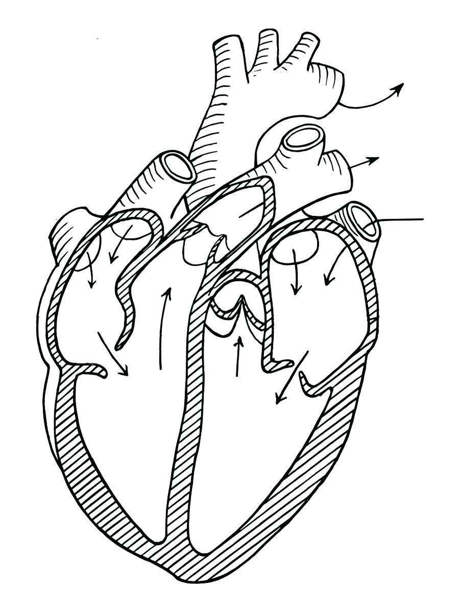 Printable human heart coloring page 4