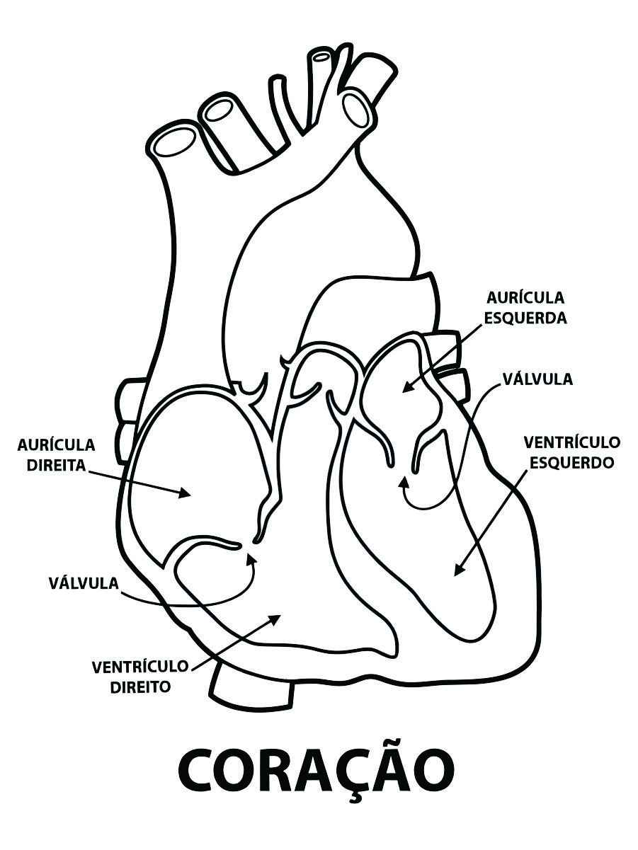 Printable human heart coloring page