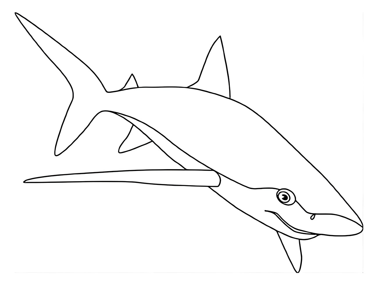 Shark Outline for Coloring