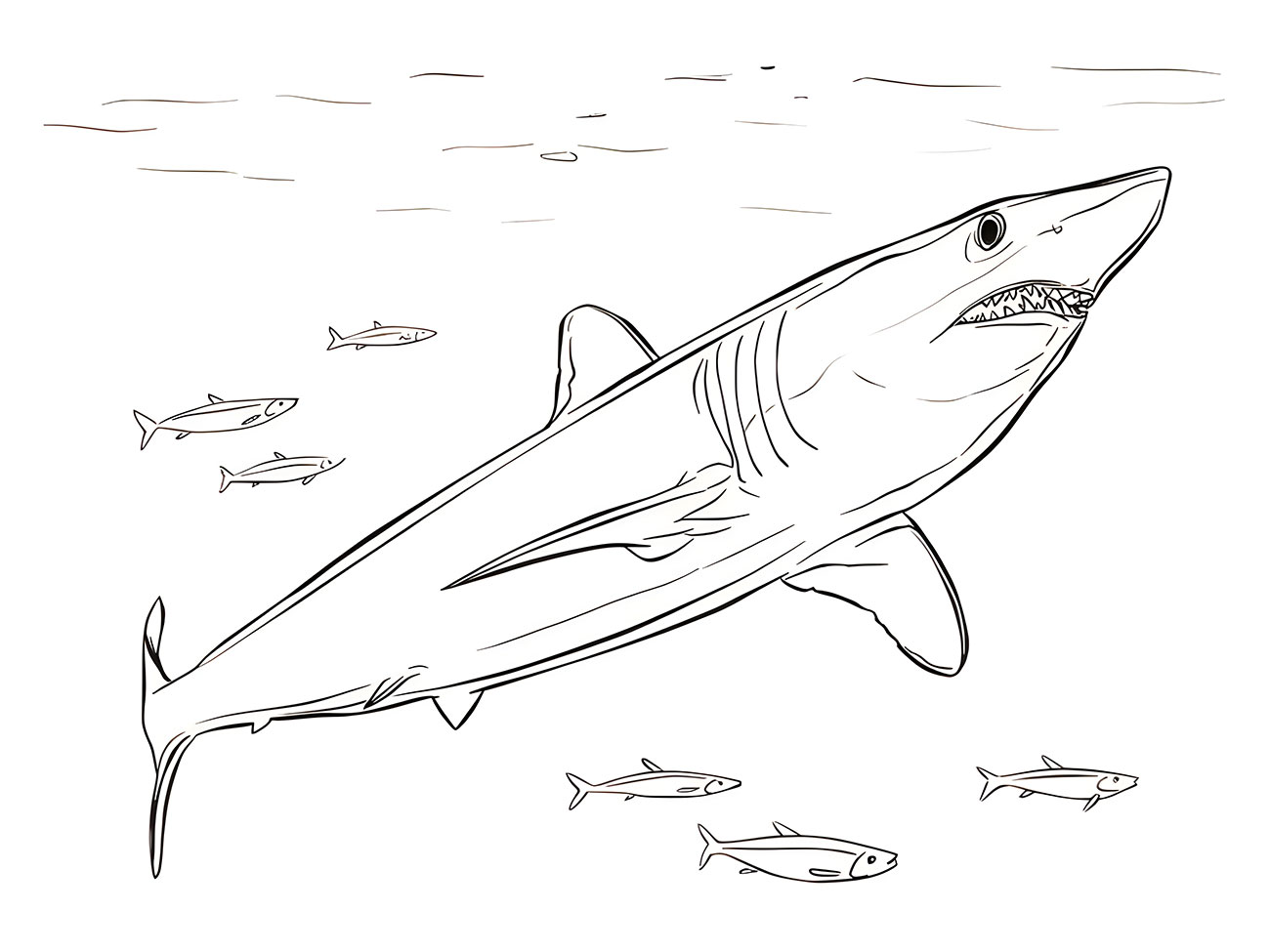 Realistic Shark Coloring Page